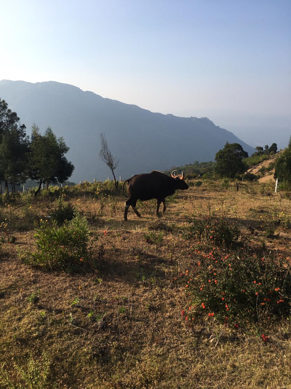 A lone bison