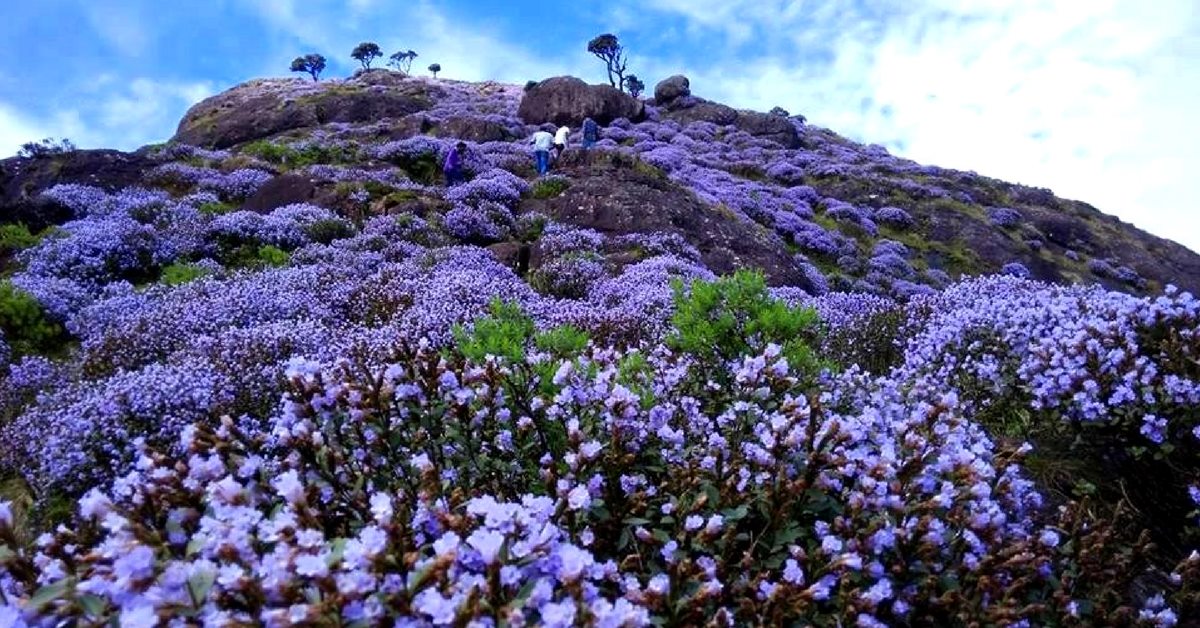 Neelakurinji